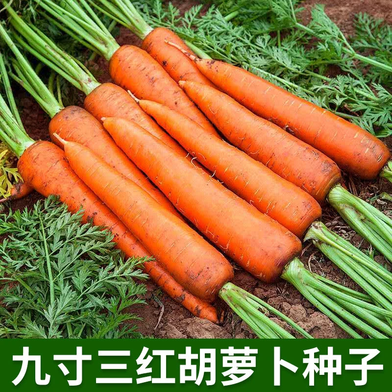 四季种植九寸三红胡萝卜种子鲜食甜脆红芯萝卜种籽罗卜孑蔬菜种子