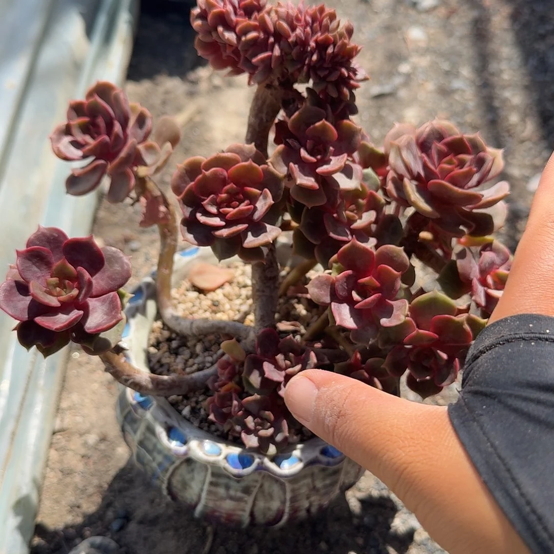 大红袍缀化带盆多肉植物