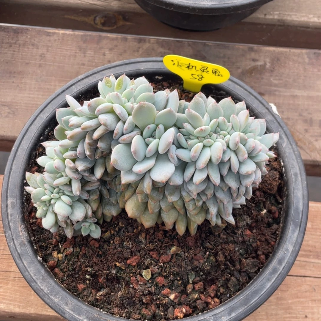 *****58星影缀分期尾款28结清