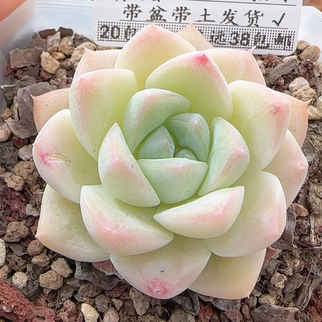 多肉0917--99白桃汽水