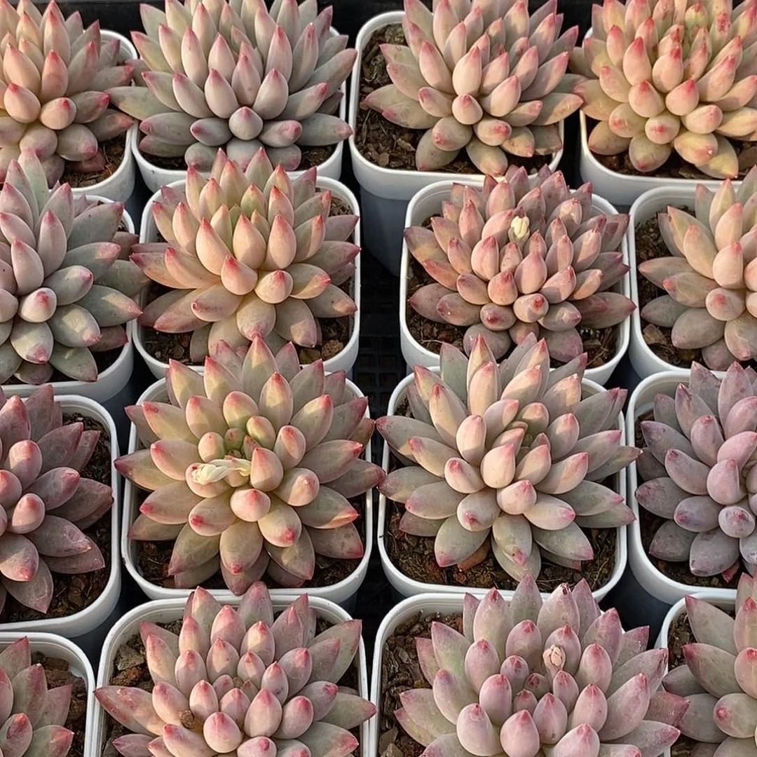 金汇园艺，金鱼姬单头