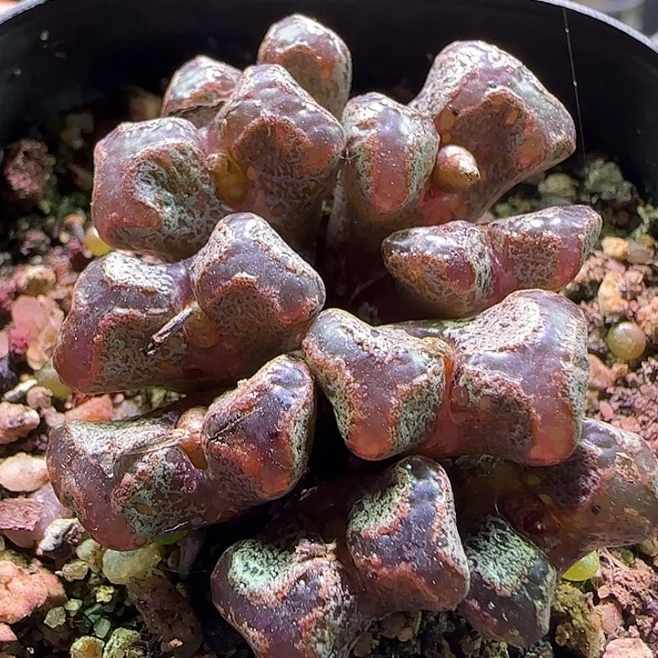 开播福利来啦。 153