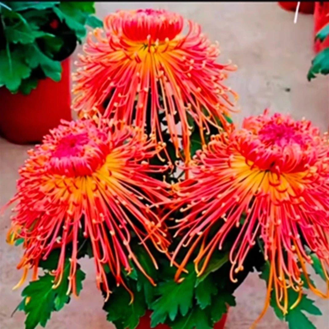 菊花盆栽多季开花带花苞秋菊大花苗耐寒室内外庭院种植花卉九月菊