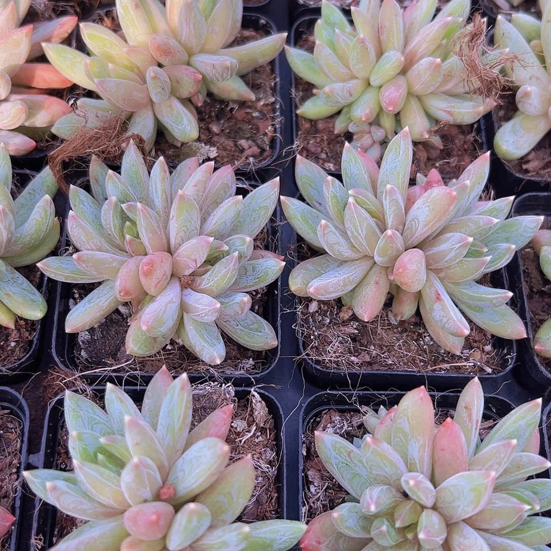 55盆双头炫彩星19包邮