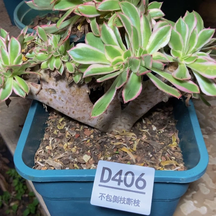 【闪购商品】406青莲多肉