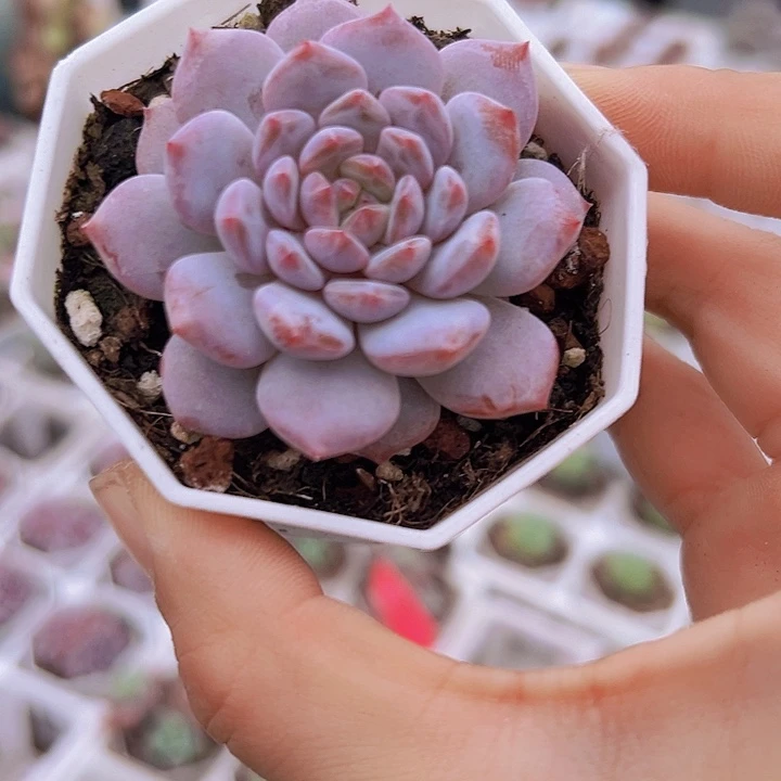 单头星星橙带盆19包邮