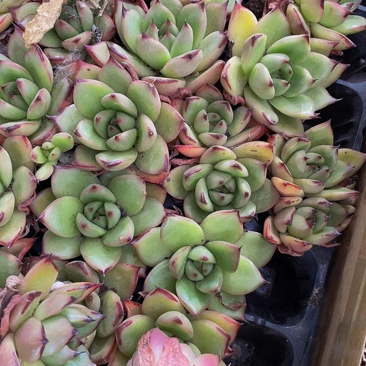 小红东云1元带土发