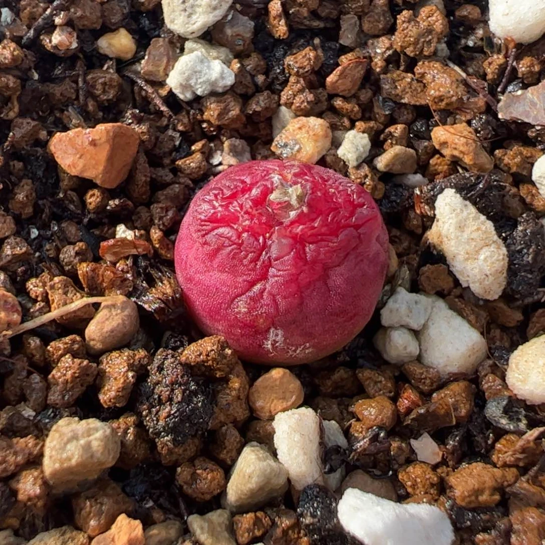 123多肉植物百科