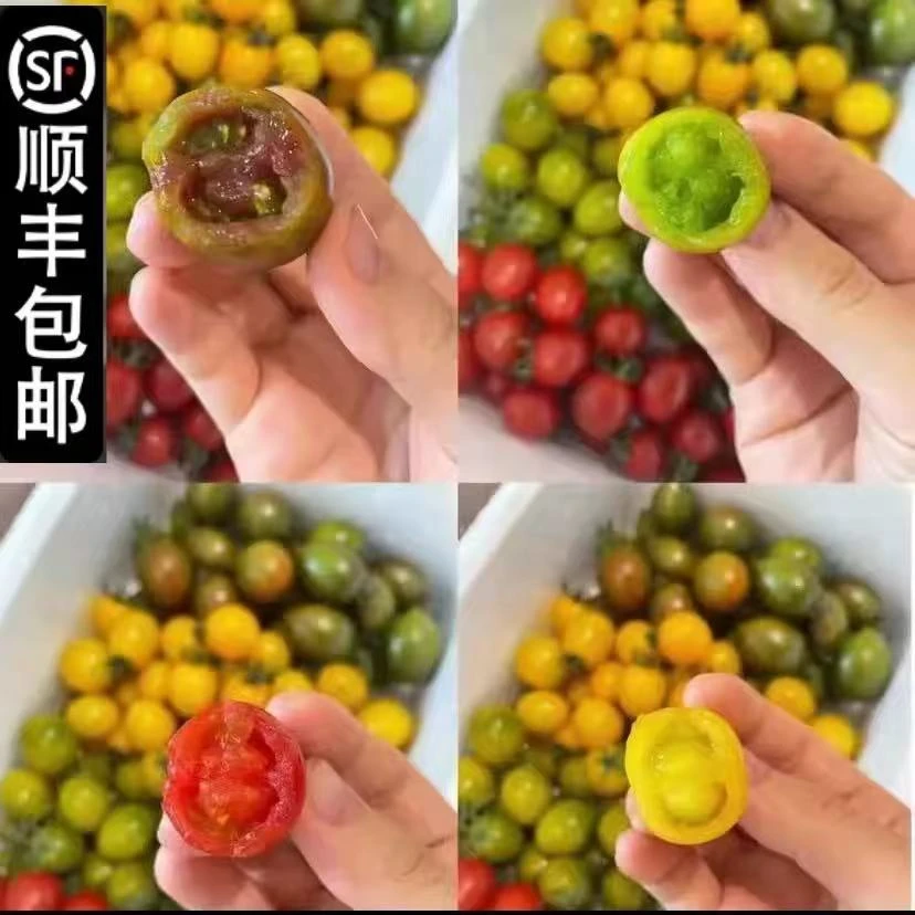 【顺丰包邮】混色千禧新鲜现摘小番茄生吃圣女果山东应季水果小柿子