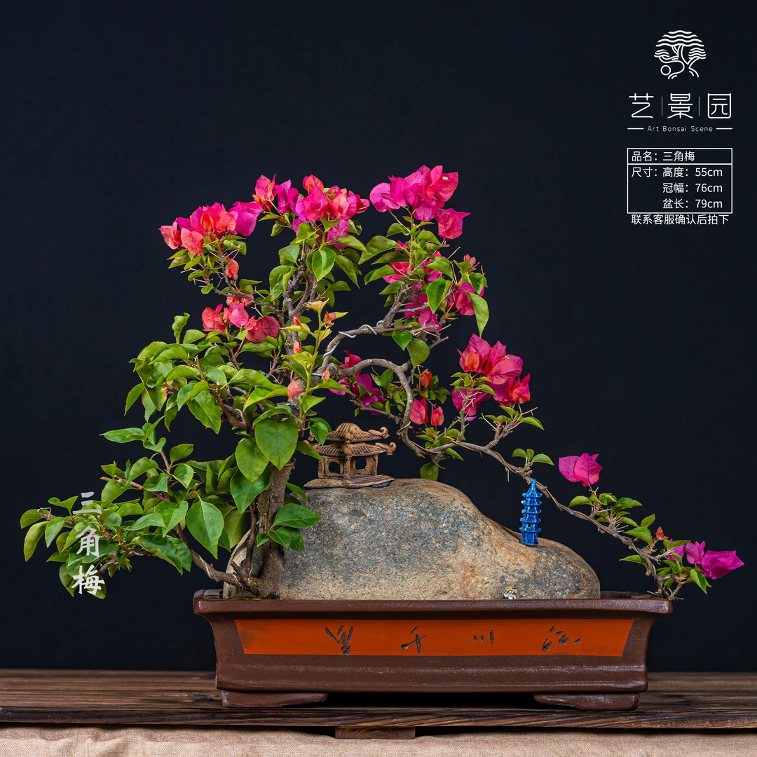 【艺景园-世农】三角梅通用链接一物一拍 勤花品种 截图为准（468）