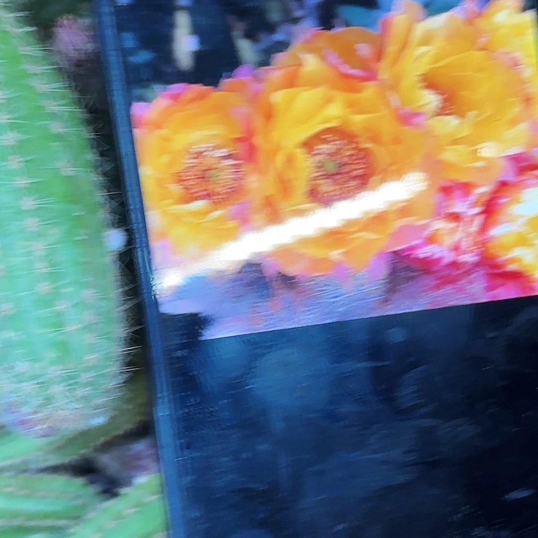 美梦白檀侧牙20包邮仙人球34