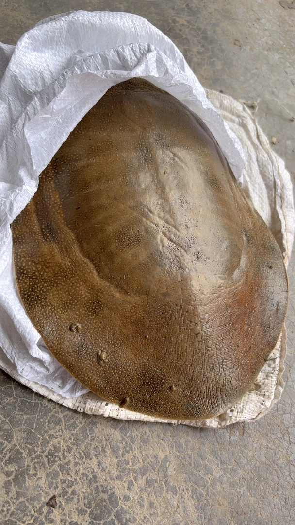 唐小妹水产乡村甲鱼 一物一拍 直播间现场拍改链接