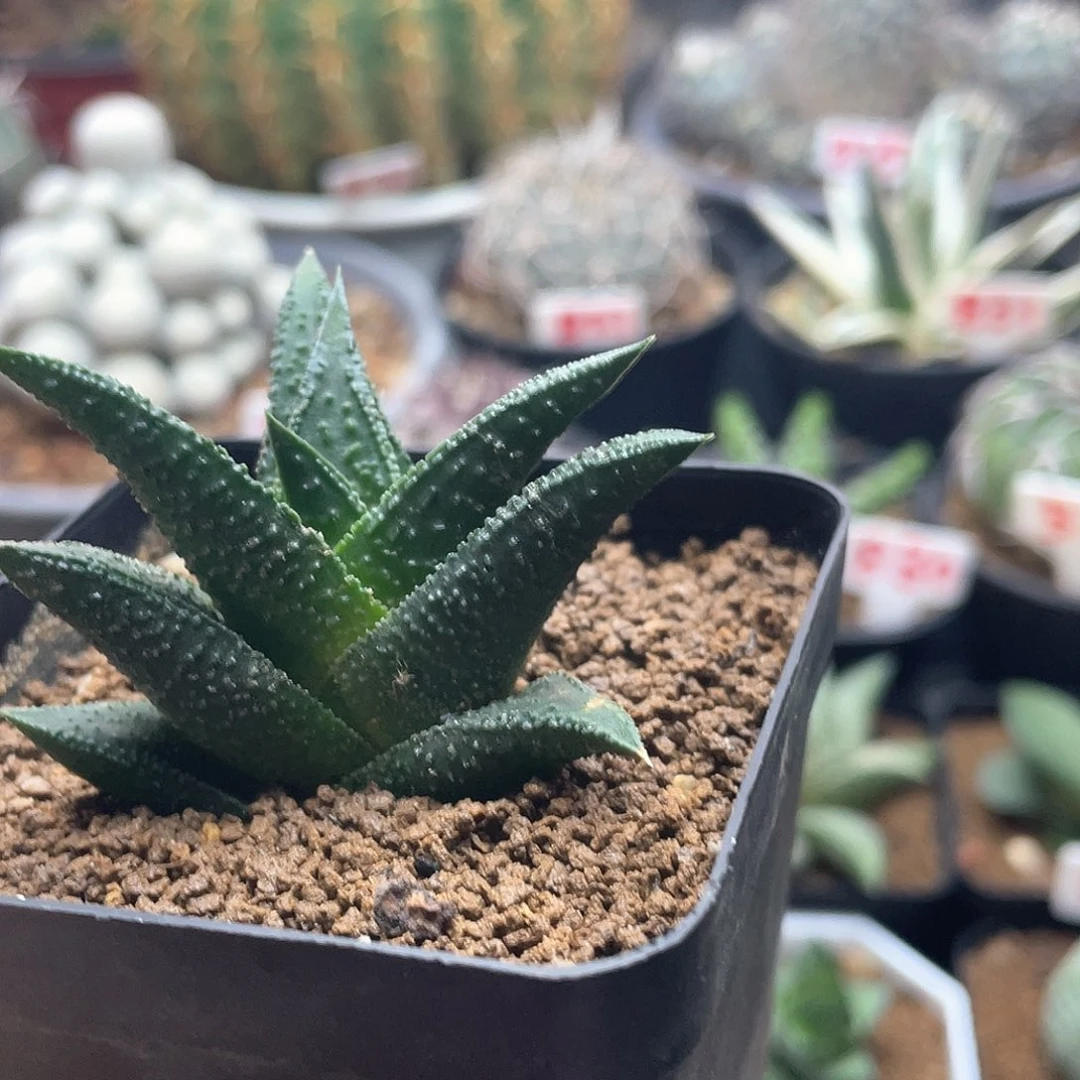 实生大尤哥斯拉硬叶十二卷仙人球
