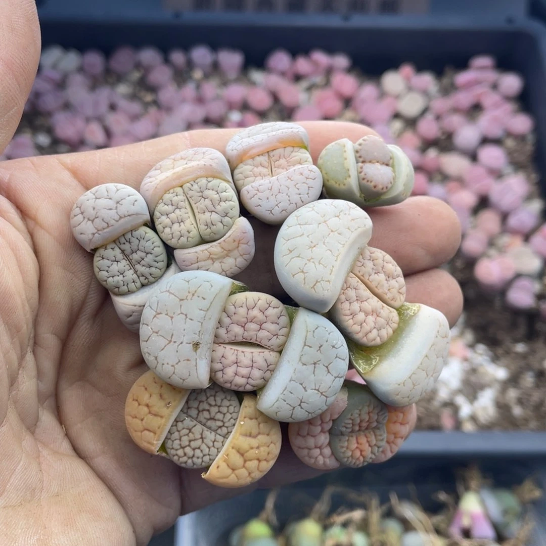 红陶小**唐000000000000434