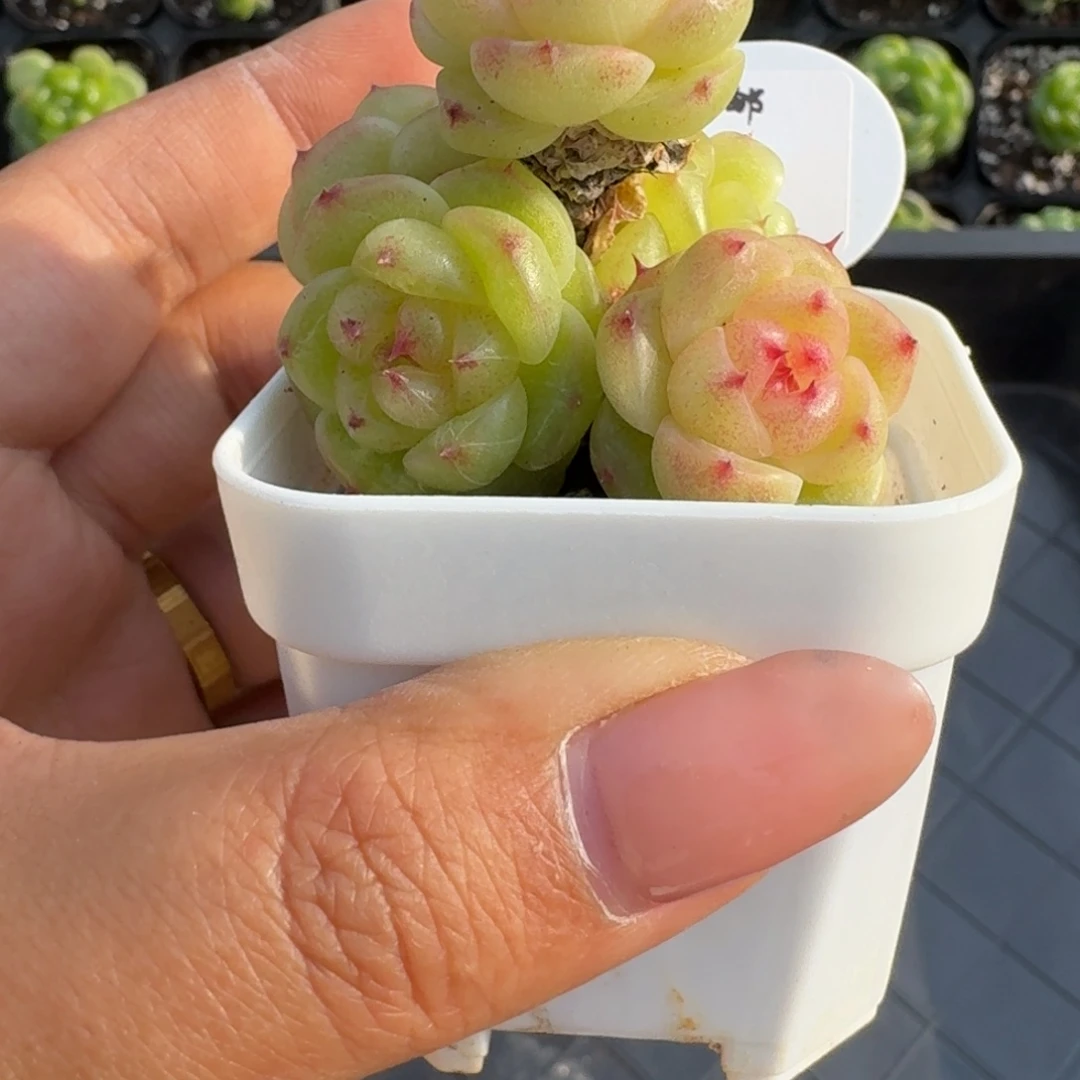 0516-013-无双珍妮群