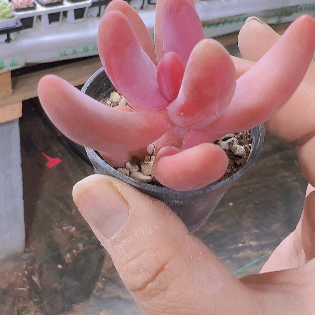 红手指带盆19包邮