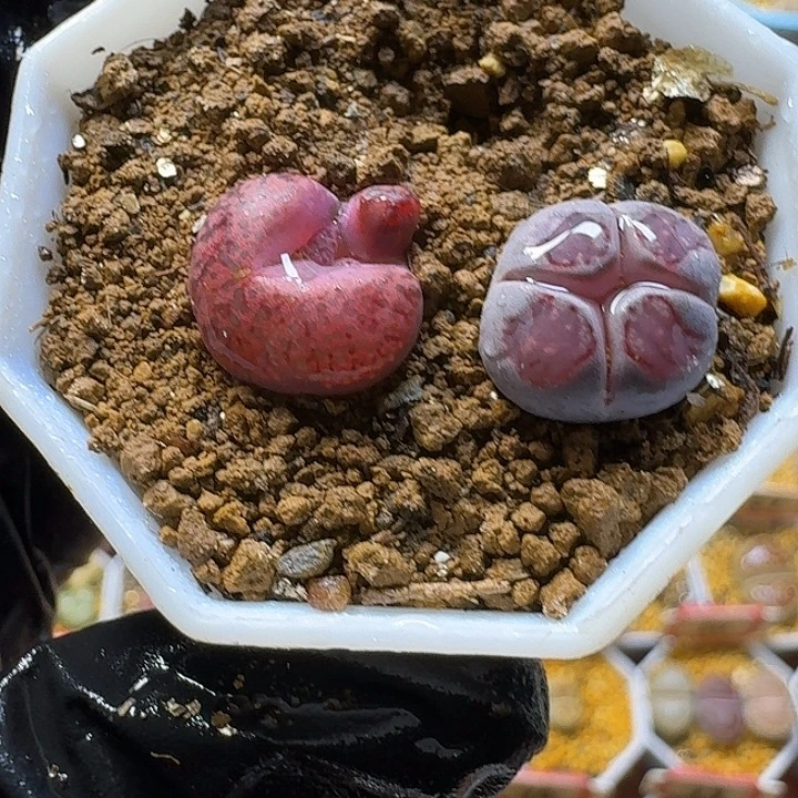 生石花2:：：：。  9号