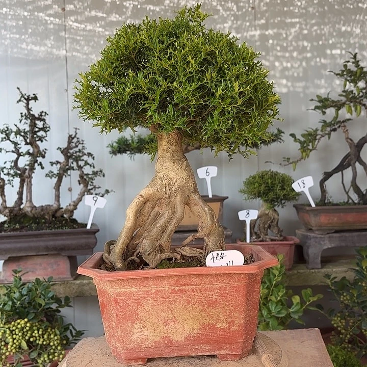 无花朵米叶枸骨 一物一拍