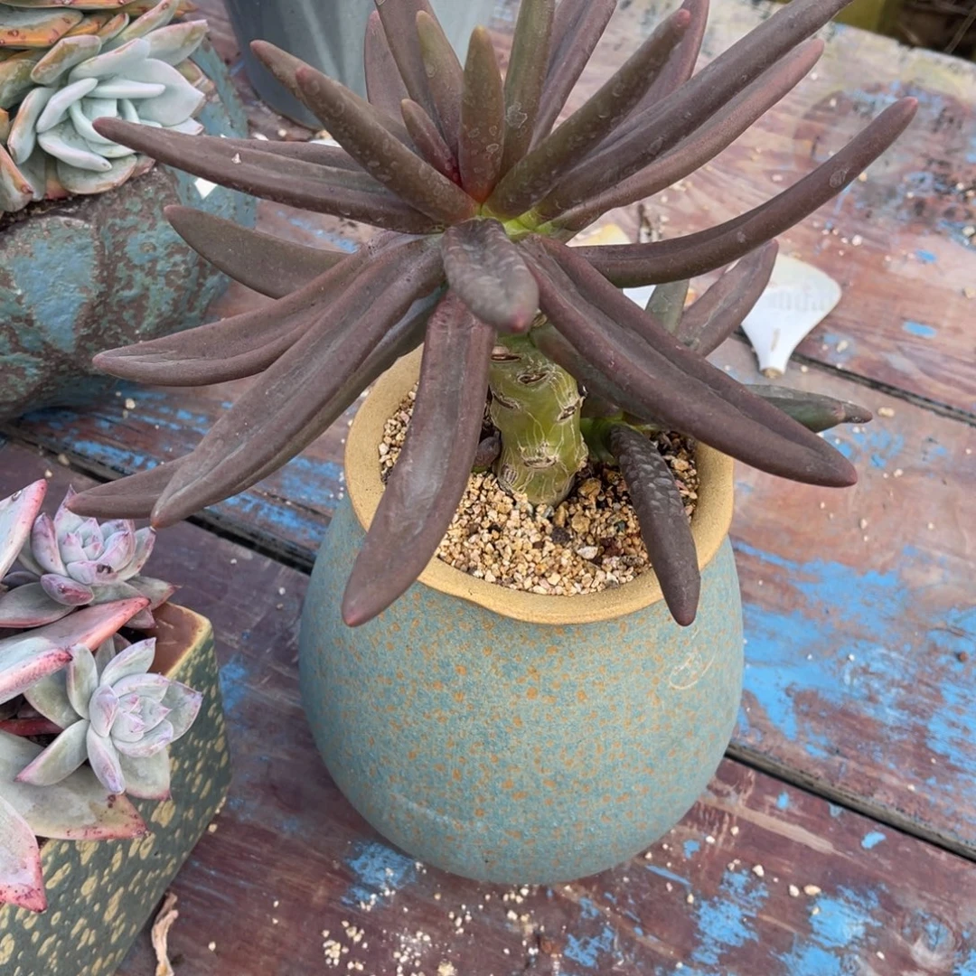 心***情群生杂交裸根发货