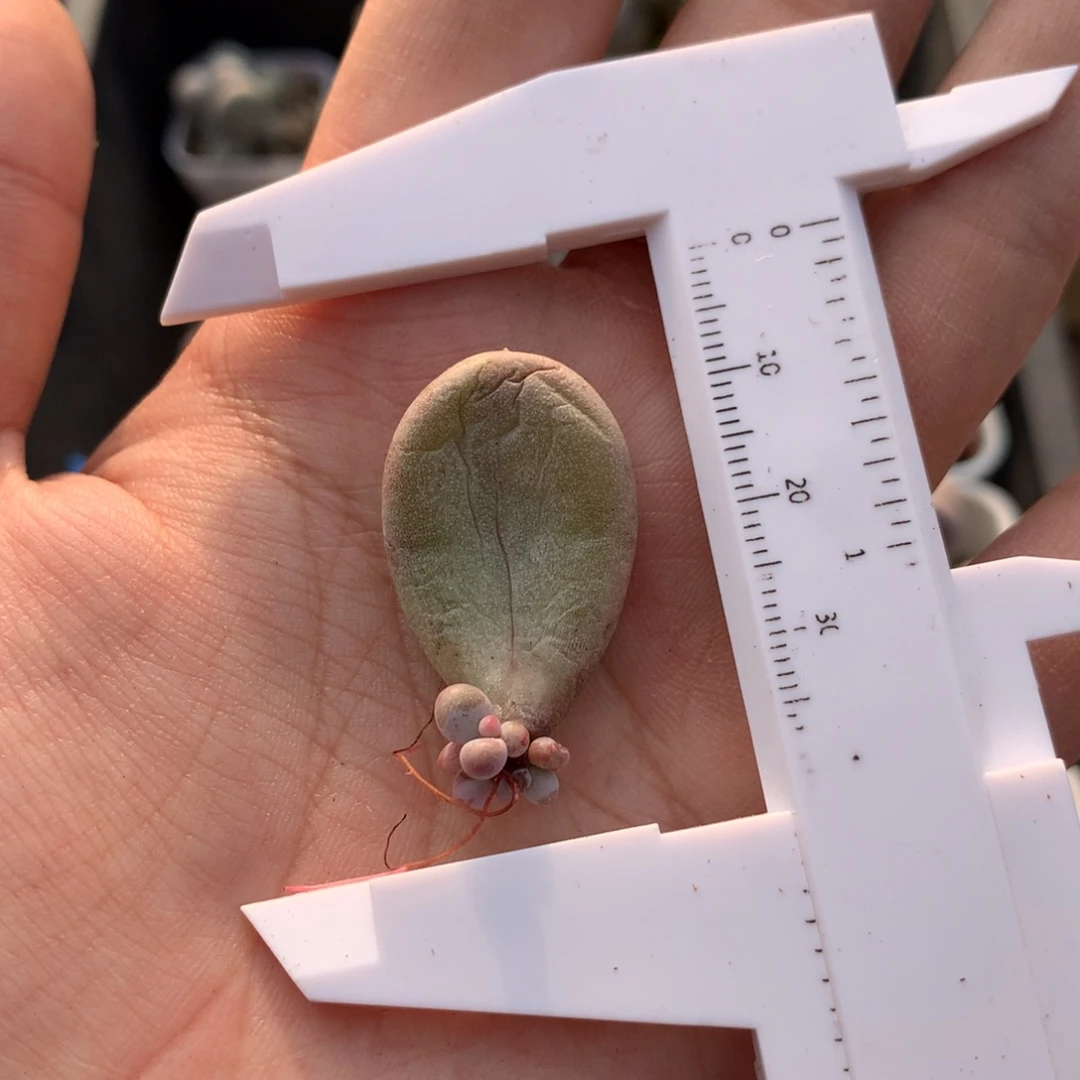 黄金鸡蛋大叶奶叶插