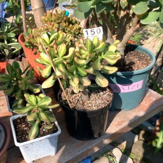 150卷叶脱土发货