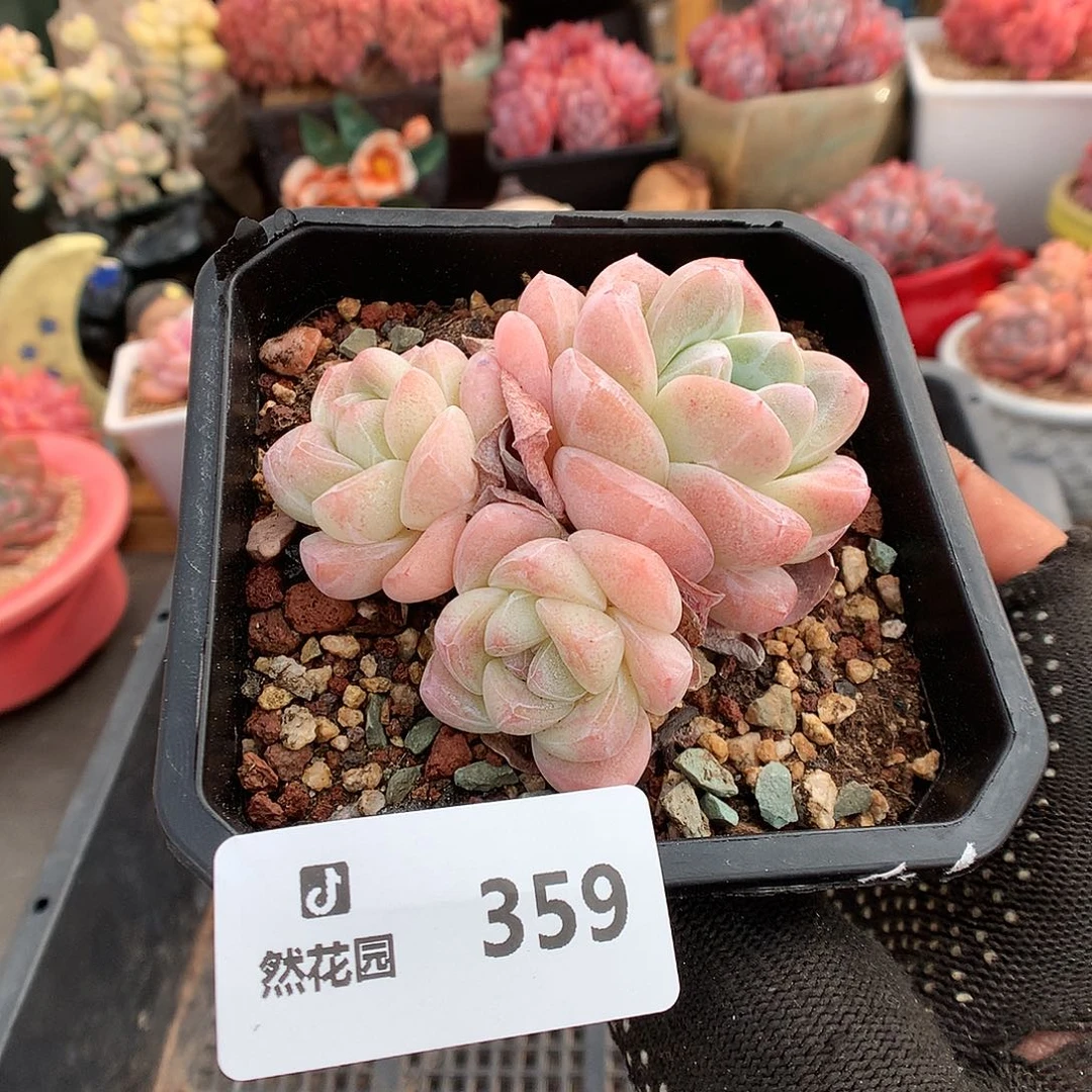 359冰玉多肉植物6636