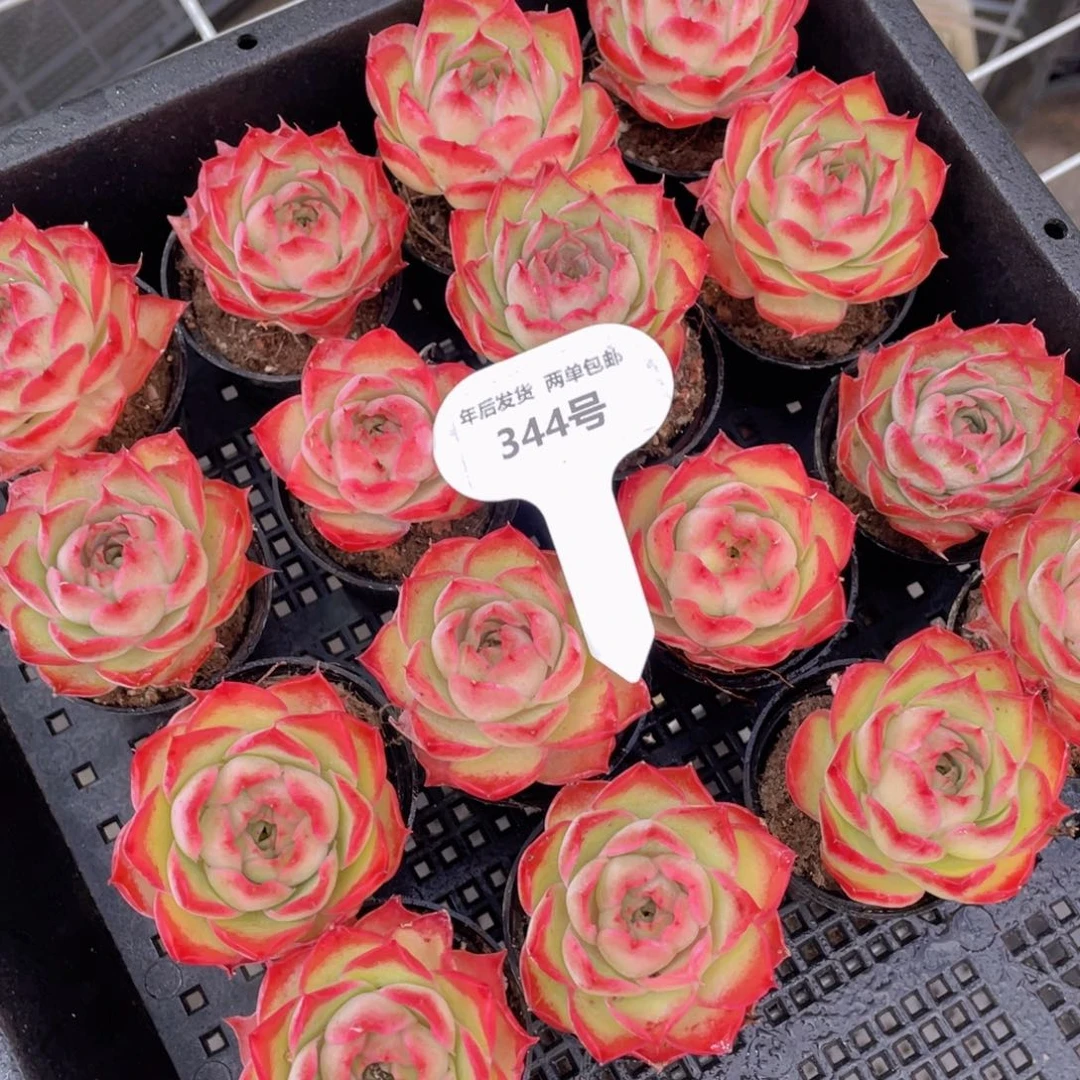 344号粉泡泡老桩单头一个