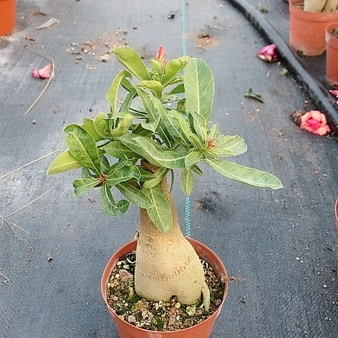 【闪购商品】无花朵元****