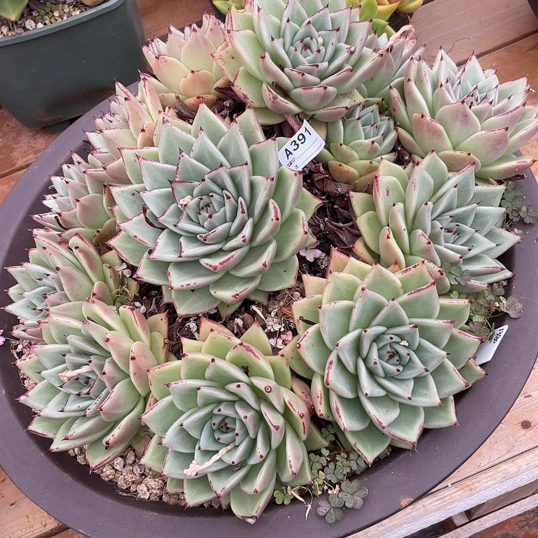 若如东云单拍A391（物流到付）