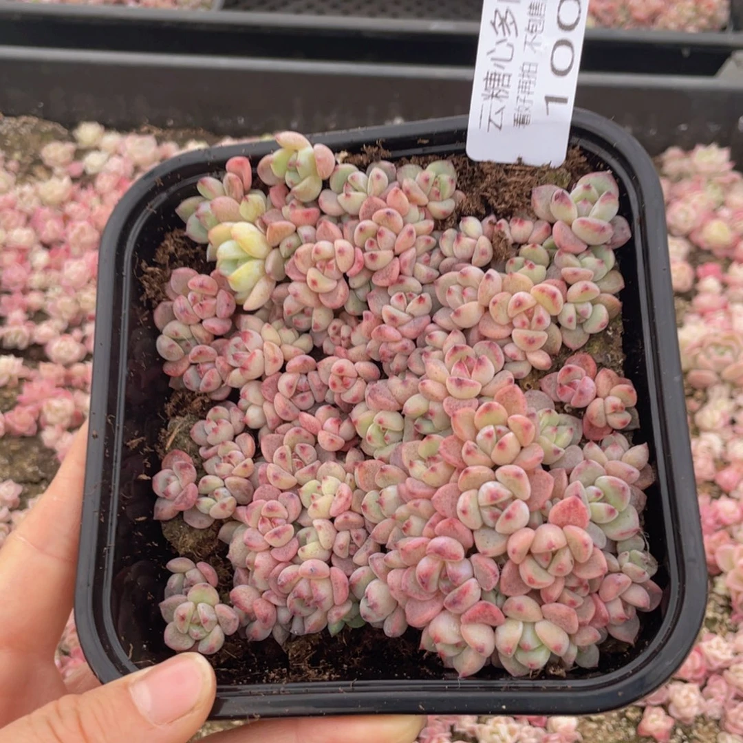 云糖心多肉植物100