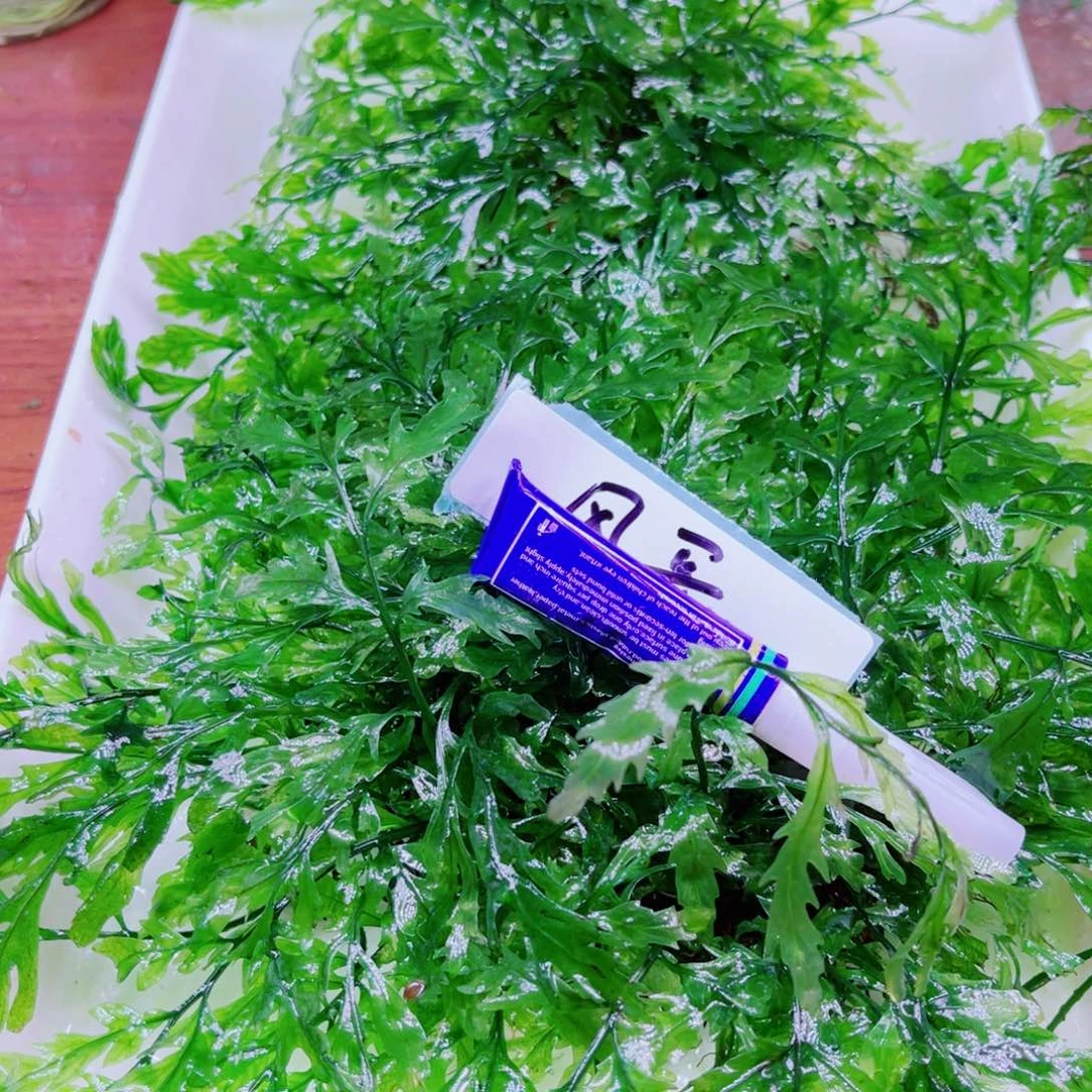 风***哥美小呆哇塞套餐一份