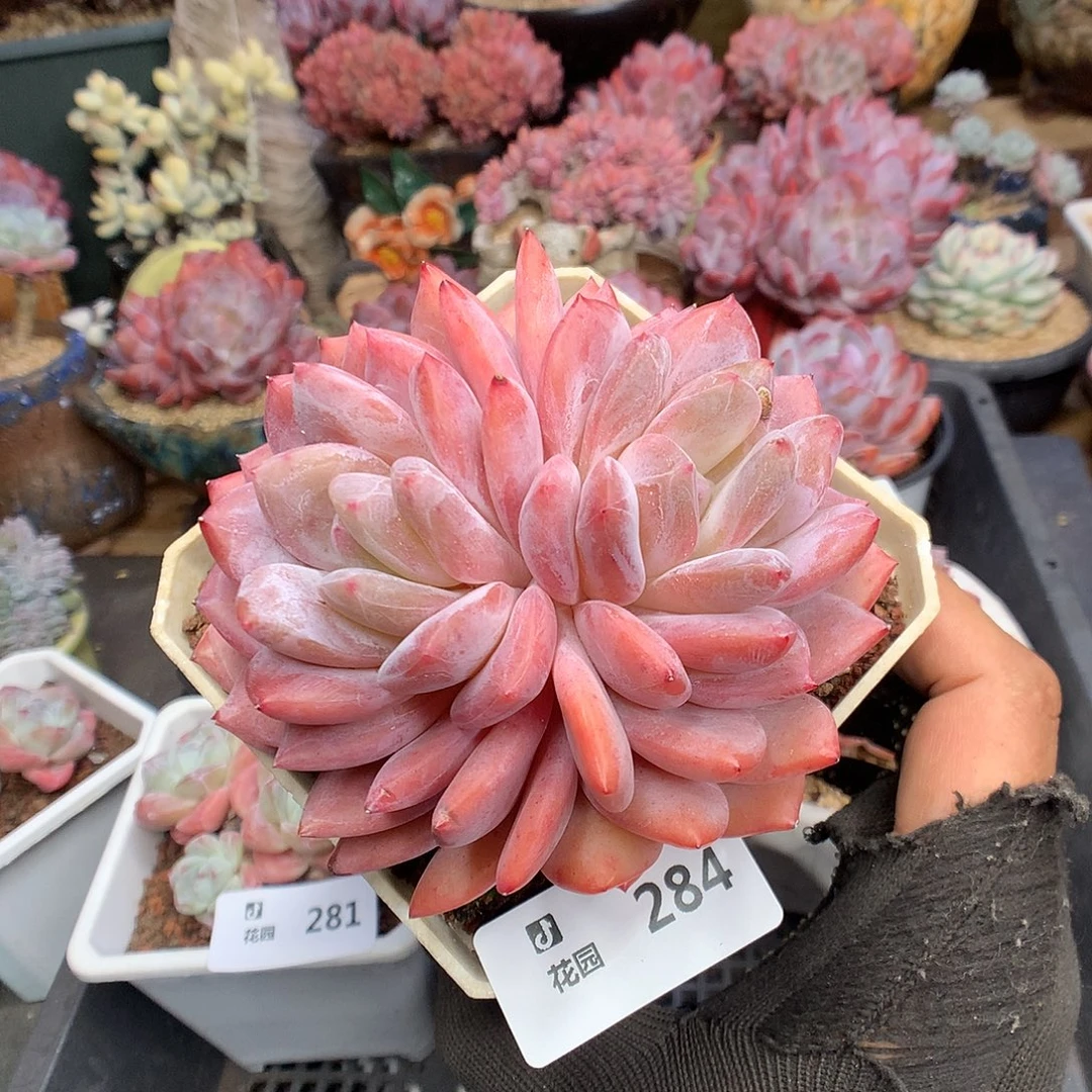 284双心梦露多肉植物66666