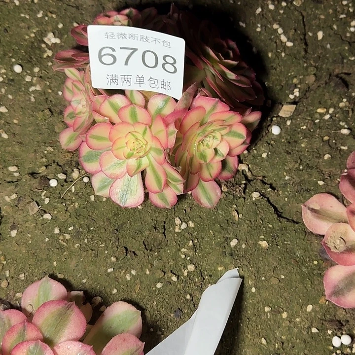 小***豆6708倾城多肉植物
