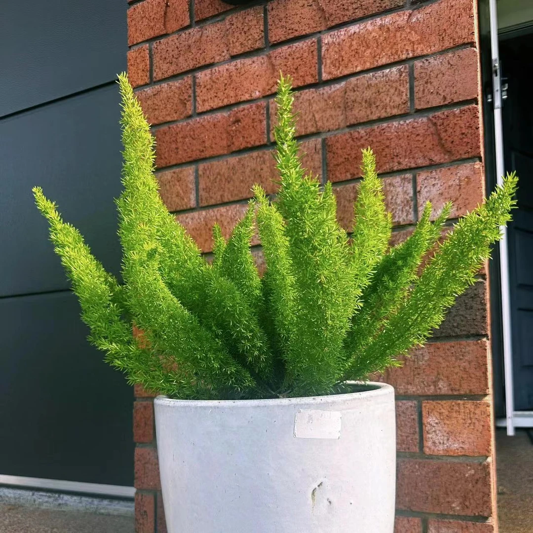 狐尾天门冬1加仑盆栽花园庭院植物四季常绿狐狸尾巴耐热耐旱好养