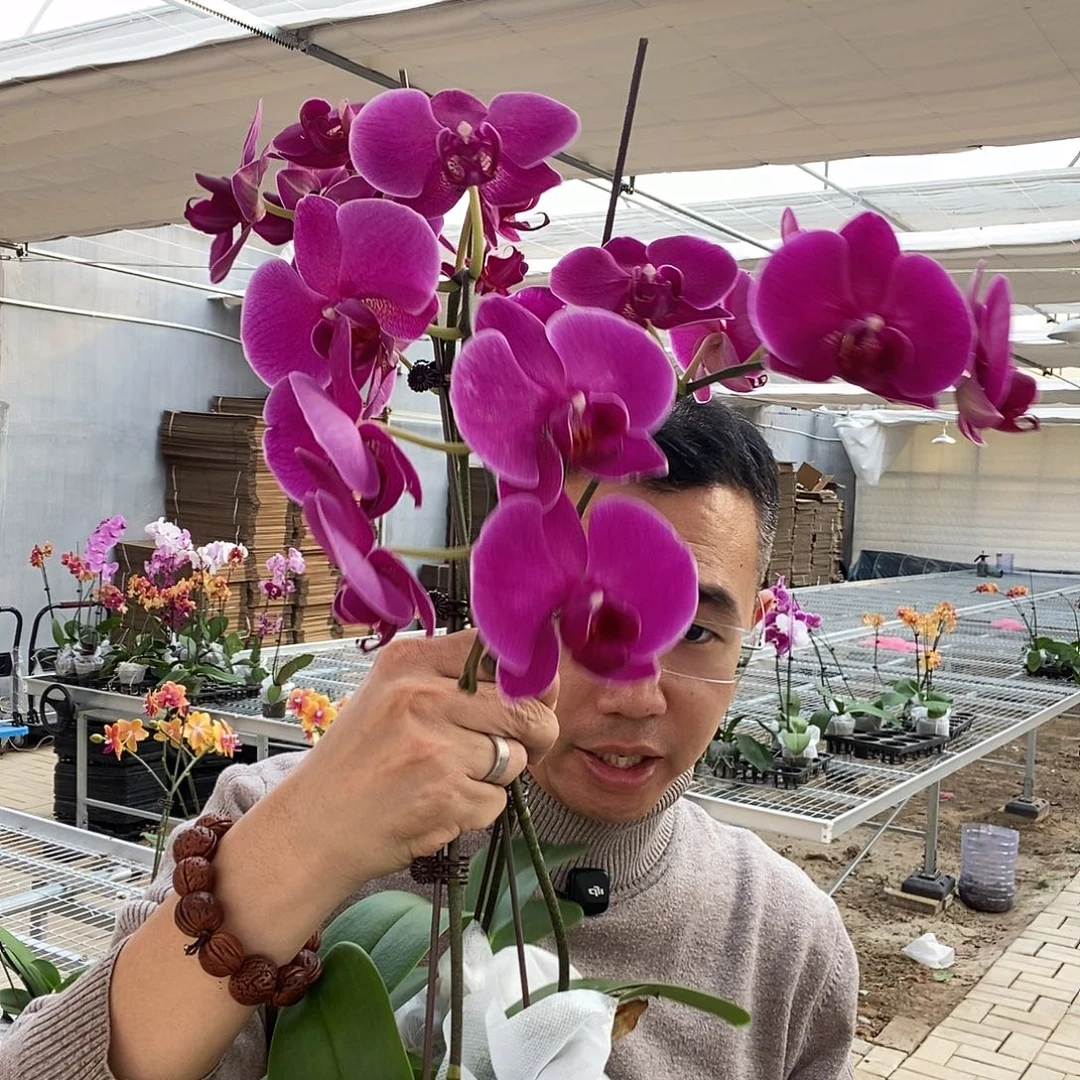完全开放布隆方丹3颗瑕疵带花花后