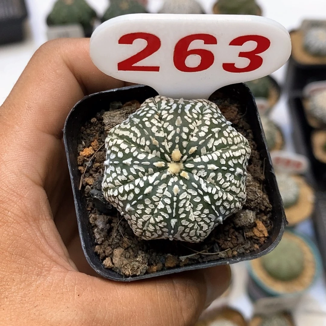 263福利特价来了哦耶