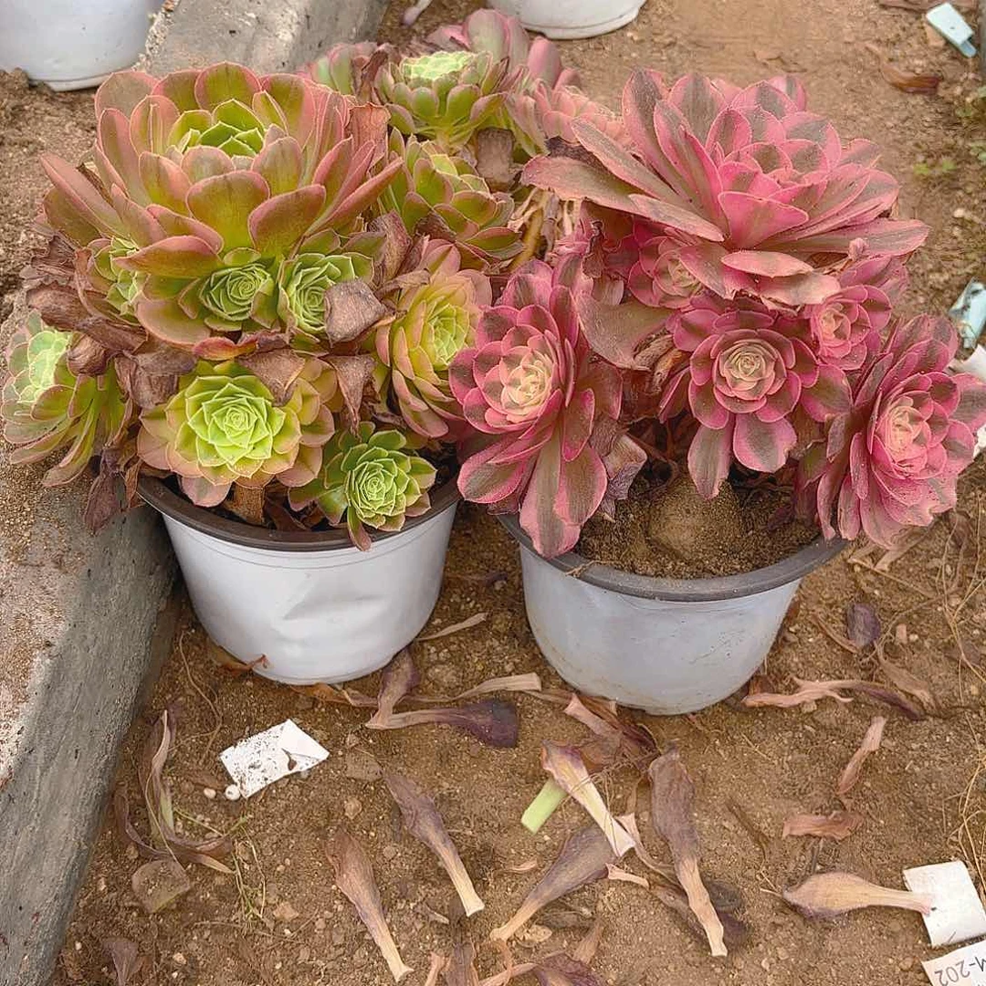 奶白倾城多肉植物二号