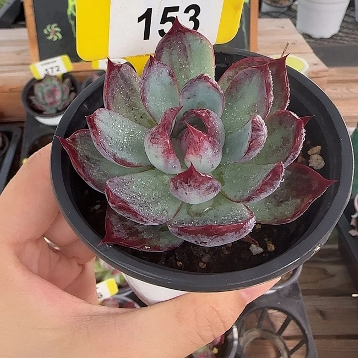 153 惊鸿仙子多肉植物
