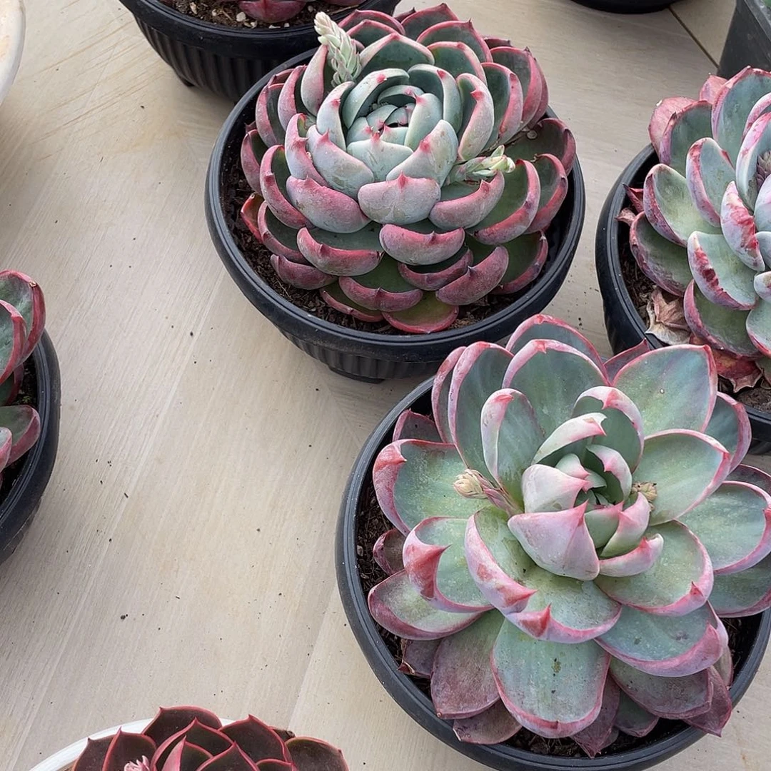 迷*惊鸿补差多肉多肉多肉