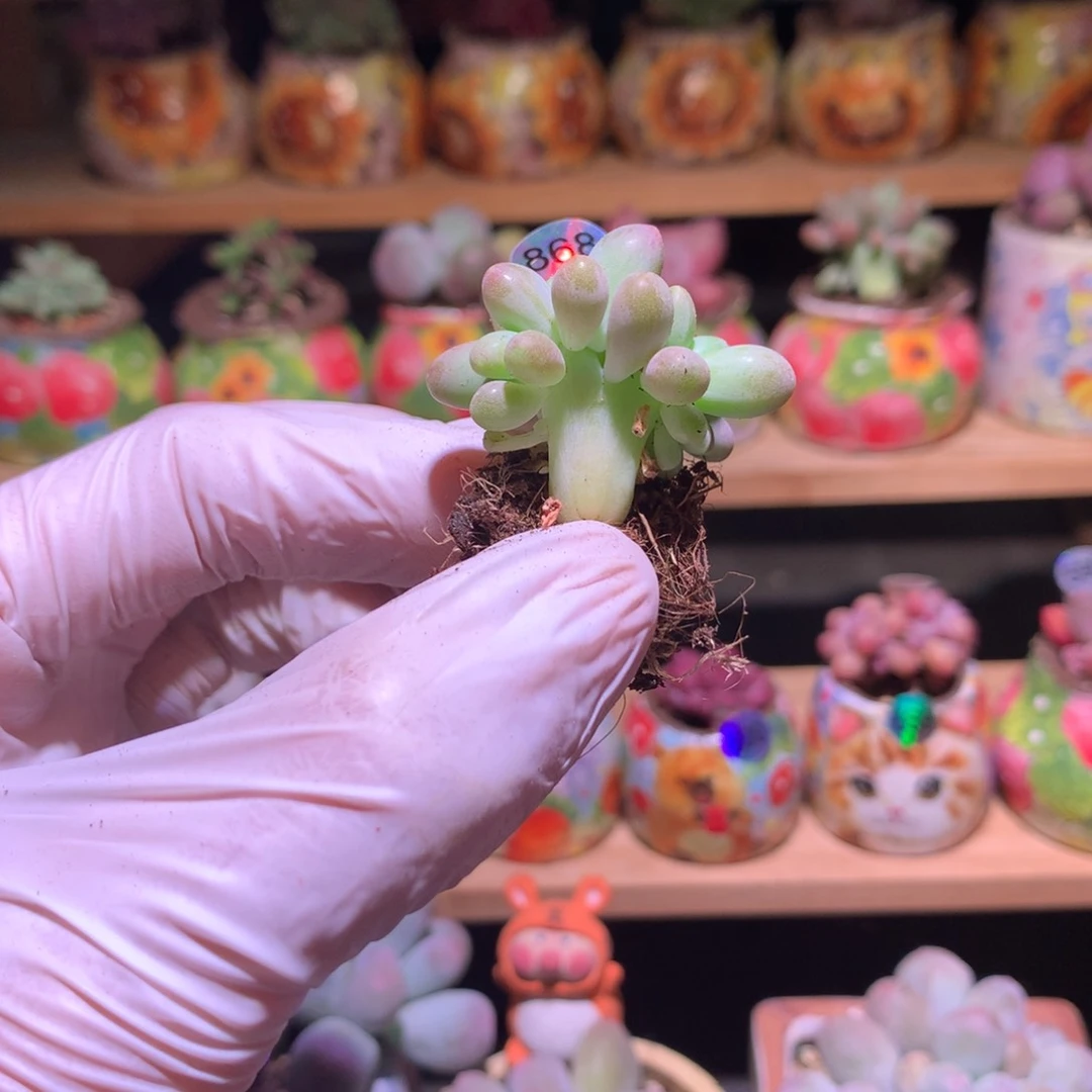 868芒果奶酪多肉缀化