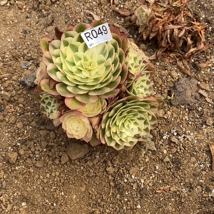 049荔枝多肉植物大师