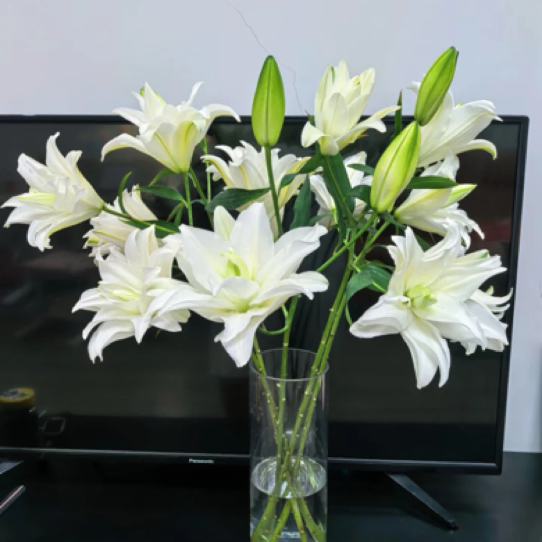 云南精选西伯利亚白百合（一把十支）