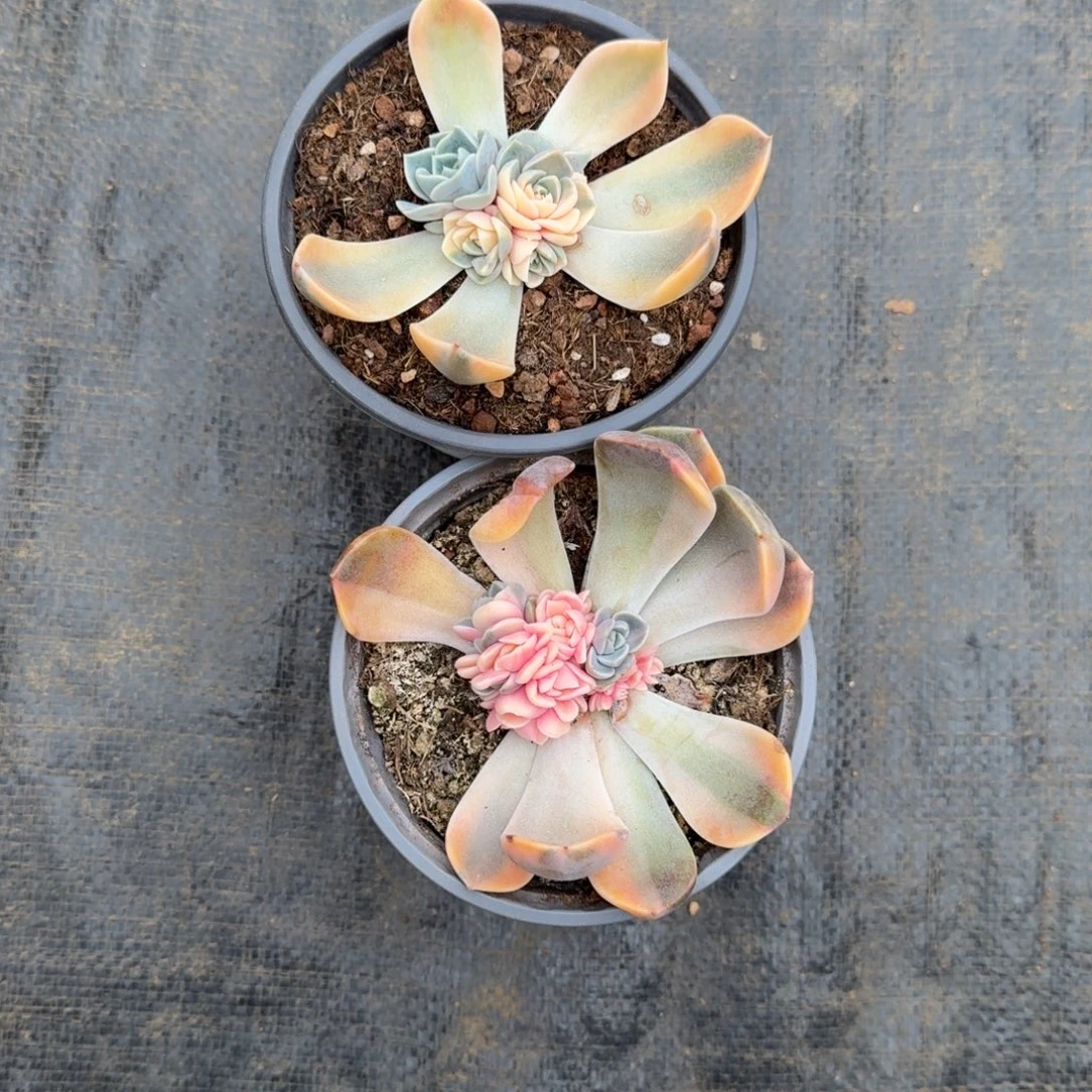 极****汉堡锦底座锦上园艺一物一拍