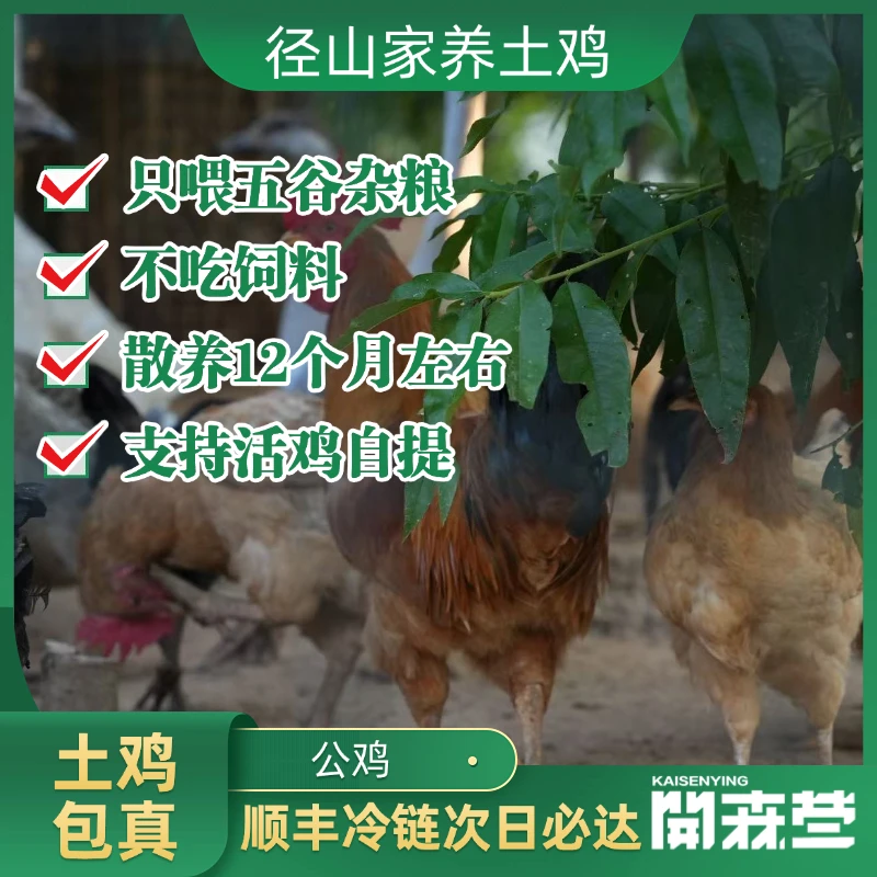 走地鸡杭州径山家养土鸡 公鸡  只吃五谷杂粮不喂饲料 肉质鲜美有鸡味 走地12个月以上 按只卖