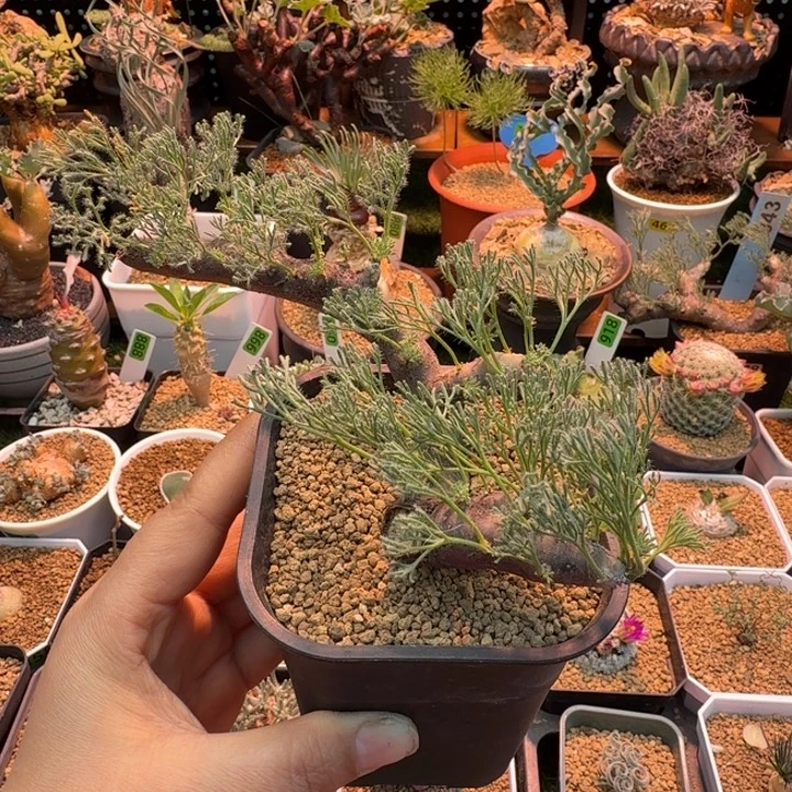 黑皮月界934 仙人球