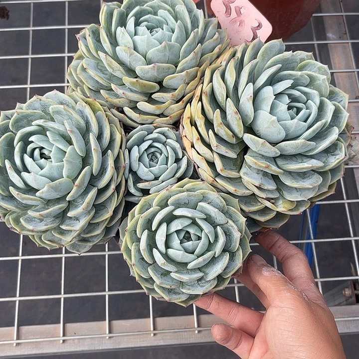 两单包邮，一物一拍383劳林