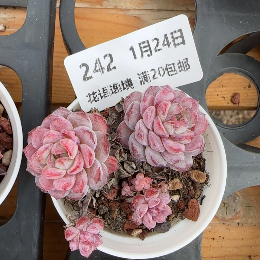 花语逸境0124-242