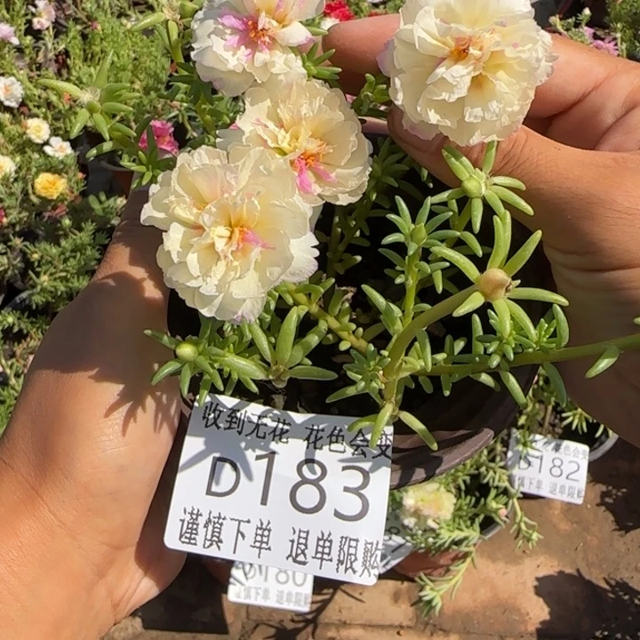 无花朵D183超小苗盆口10cm