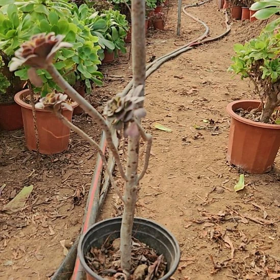 灰圆叶加急发货23