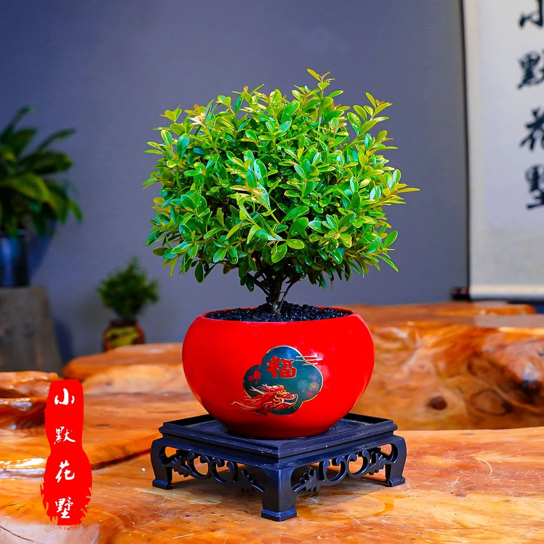 小叶赤楠盆景室内绿植四季常青好养花卉植物办公桌盆栽禅意会开花